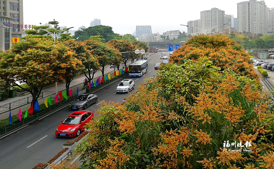 繁花“织”路　漫步榕城四季皆景