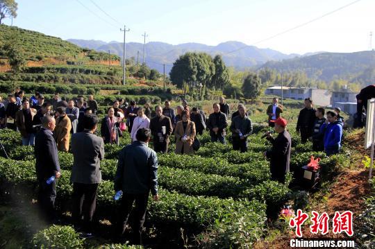 “乡村课堂”助力乡村振兴　福建山区茶农受益